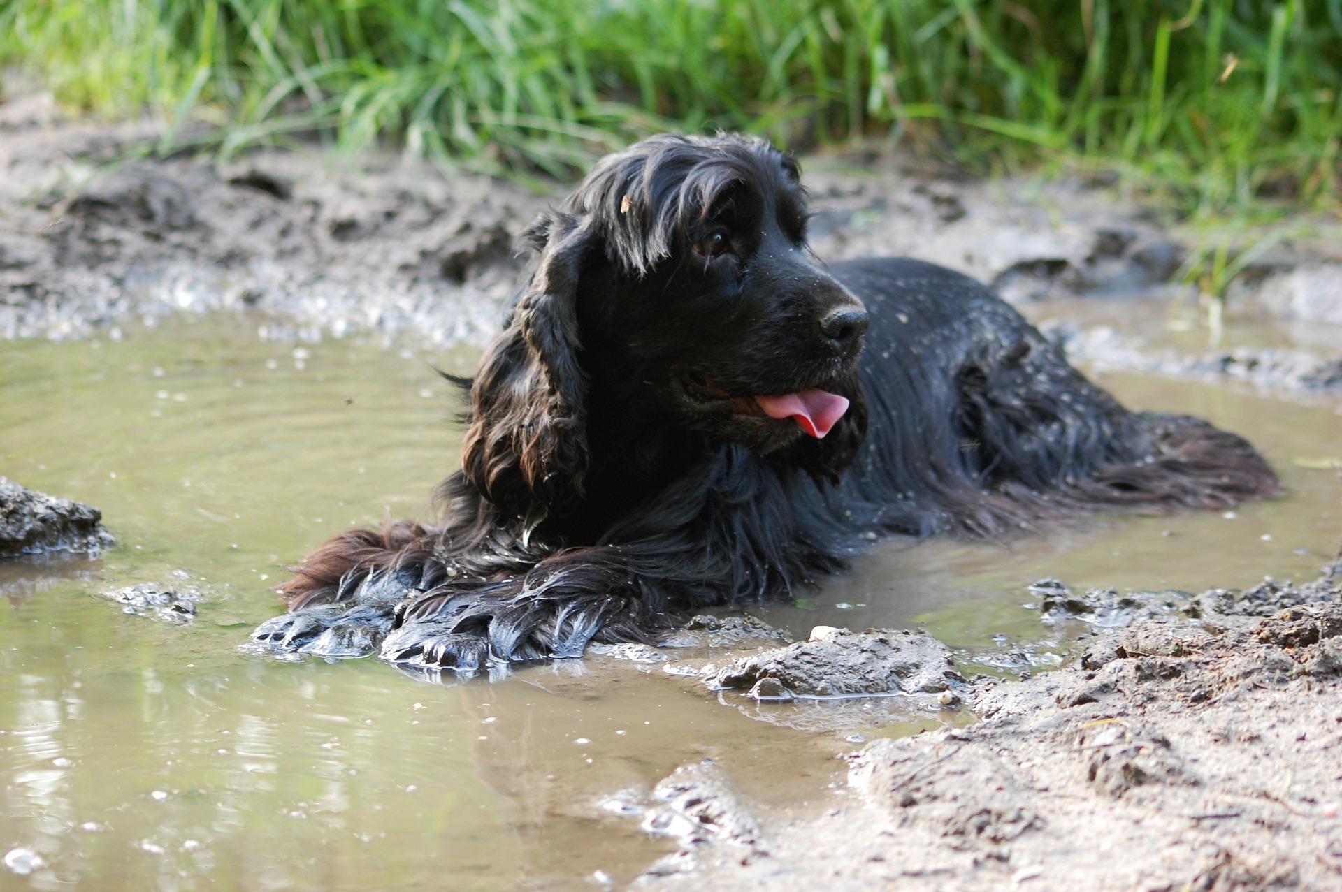 Motion For Race Cocker Spaniel