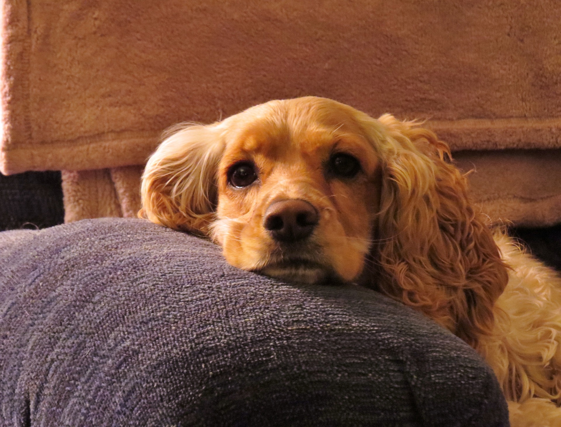 Køb Cocker Spaniel